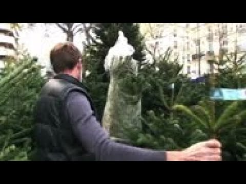 Francia: comienza venta de árboles de Navidad