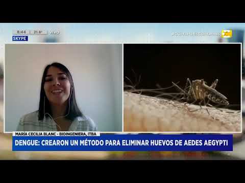 Dengue: crearon un método para eliminar huevos de Aedes Aegypti en Hoy Nos Toca a las Ocho