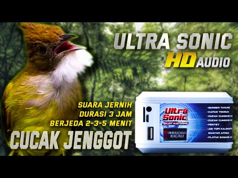 CUCAK JENGGOT‼️suara jernih ultra sonic mastering digital