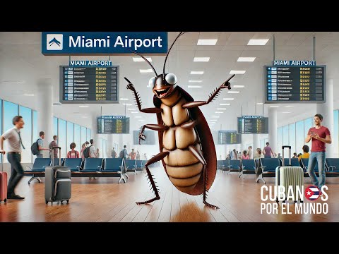 Cucarachas se pasean por el Aeropuerco Internacional de Miami como Pedro por su casa