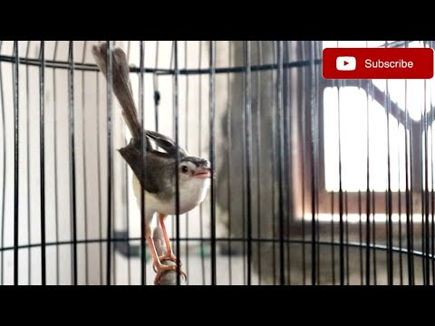 Edaaan!!! Ciblek Sawah Gacor NGEBREN PANJANG, Jeda Rapat || Untuk Pancingan Ciblek Sawah Muda