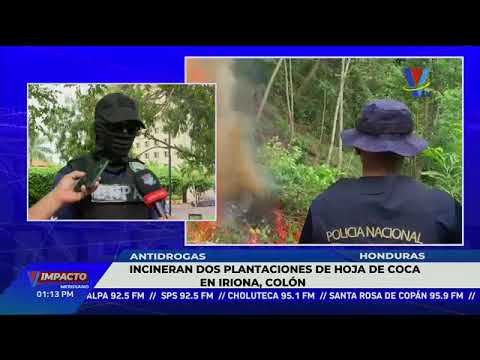 Incineran plantaciones de hoja de coca en Iriona