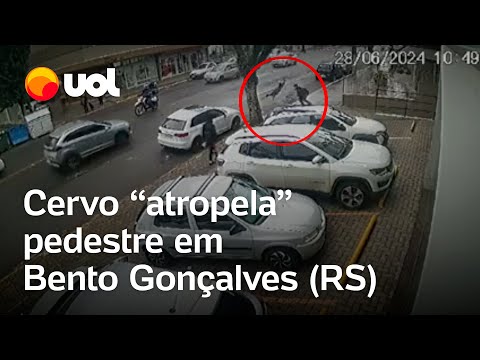 Cervo 'atropela' pedestre em Bento Gonçalves (RS); vídeo mostra momento