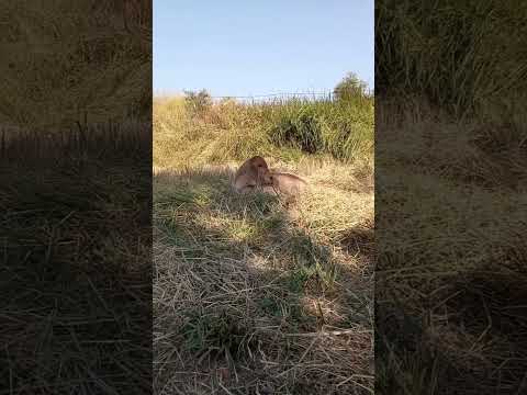 ลูกวัวตัวแรกของปี68สัตว์โลกน