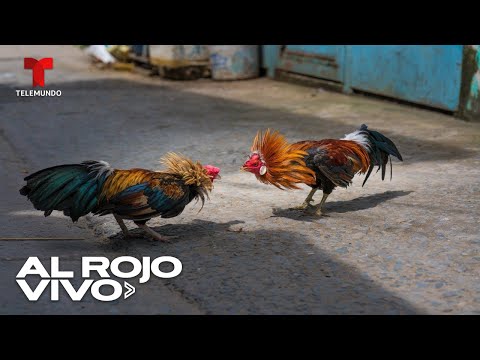 Unos a favor, otros en contra: las peleas de gallos siguen generando controversia en México