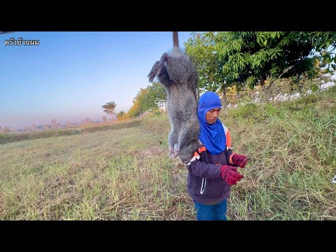 หาหนูข้างคันนาหมานๆครับพึ่งออ