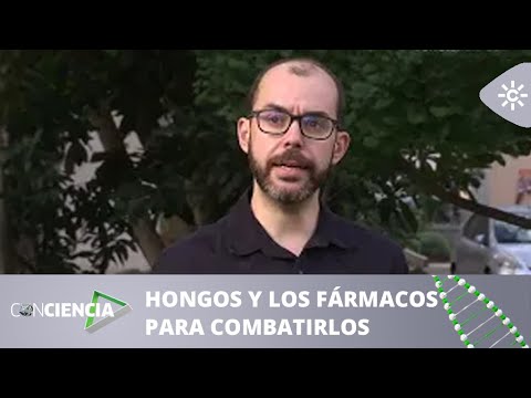 ConCiencia | Las patatas podridas, la posible solución a los hongos