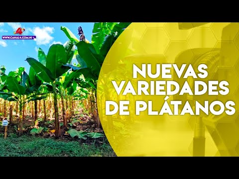 INTA presenta tres nuevas variedades de plátanos