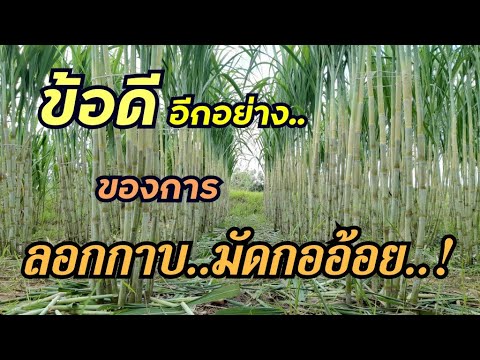 ลอกกาบใบมัดกออ้อยสิงคโปร์น้ำ