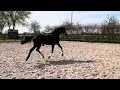 Dressage horse Super mooie lieve 3 jarige ruin met veel beweging
