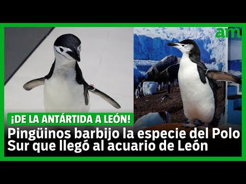 Cómo viven los pingüinos que llegaron al acuario Sealand en León