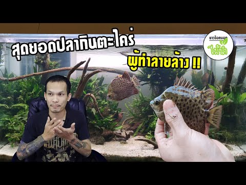 เจาะลึกตะกรับหน้าแดง-Scatophag เจาะลึกตะกรับหน้าแดง-Scatophag