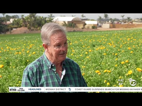 Highlighting attractions at Carlsbad Flower Fields