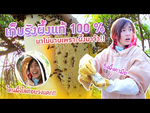 ตามหาน้ำผึ้งแท้จากรังธรรมชาติ- ตามหาน้ำผึ้งแท้จากรังธรรมชาติ-