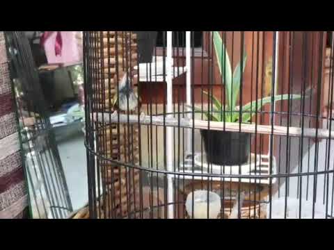 Suara Burung Cinenen Belukar ( Orthotomus atrogularis )