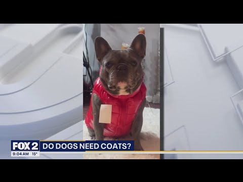 Do dogs need coats?