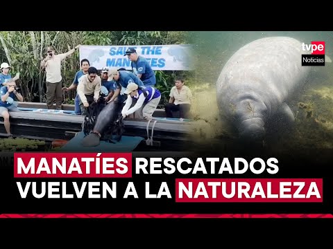Iquitos: liberan a manatíes rescatados de caza furtiva