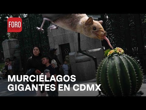 Murciélagos gigantes llegan al Bosque de Chapultepec, CDMX - Sábados de FORO