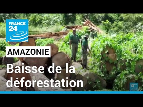 Baisse de la déforestation en Amazonie : diminution de plus de 60% par rapport à juillet 2022