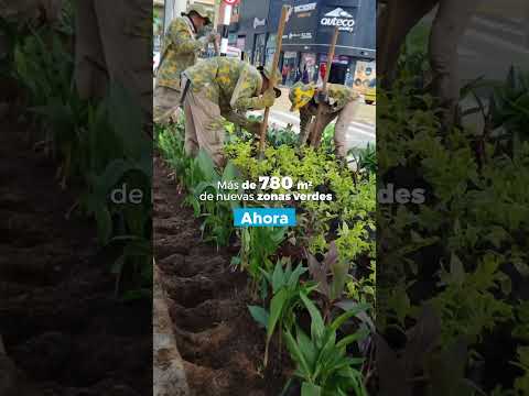 Sembramos más de 7000 plantas en el nuevo corredor verde de la 33.  Medellín, ¡cada día mejor!