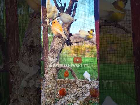 Relaxing Music with Canary Singing