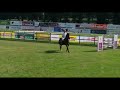 Show jumping horse Te koop: Talentvol springpaard