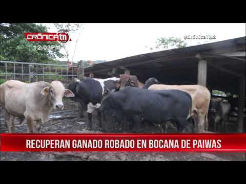 Ejército de Nicaragua recupera ganado robado en Bocana de Paiwas