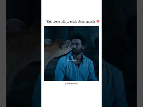 This scene tells so much about animals 🥺l #shorts #bollywood9013 #bollywood #youtube
