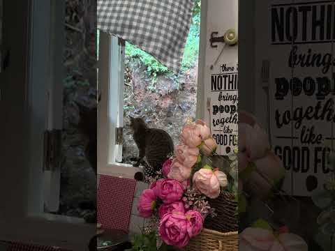 ලෝකය අවදි වෙන්න කලින්… මේක කරන්න #villagelife #minivlog #lslowliving #morning