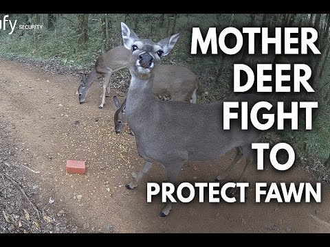 Peaceful Deer Family Turns Wild | Mother Deer Attacks Rival Mom | Rare Up Close Wildlife Footage