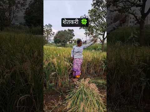 शेतकरी 🍀#shortsfeed #shetkari #farmer #viral #youtubeshorts #marathistatus