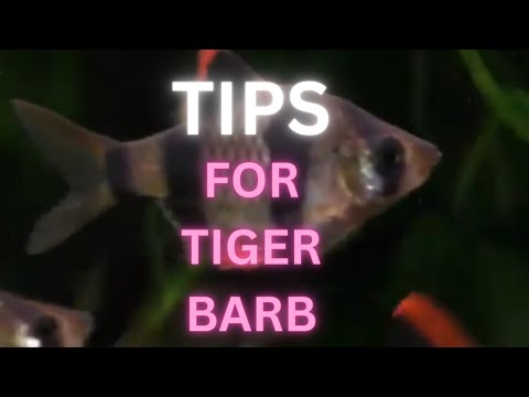 Tips for tiger barbs 