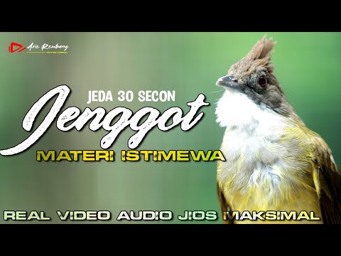 MASTERAN CUCAK JENGGOT GACOR SUPER MEWAH DENGAN SUARA AIR DAN JEDA VIDEO