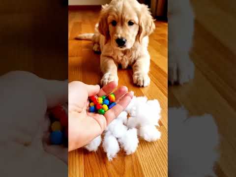 Sleepy Puppy ASMR – Gentle Sounds for Sweet Dreams 🐶 🌟🌈 reverse video #marblerunandmore #dog #puppy