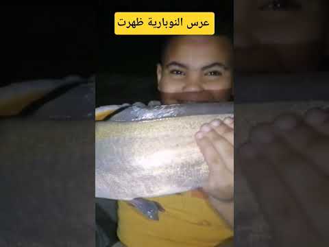 صيد سمكة العرسة من النوبارية