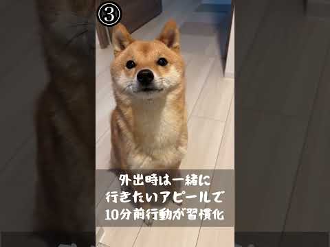 柴犬を飼ってはいけない理由ランキング5選 #豆柴