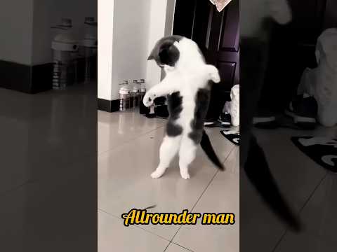 Hello 😺 cat see me #shortvideo #viralvideo