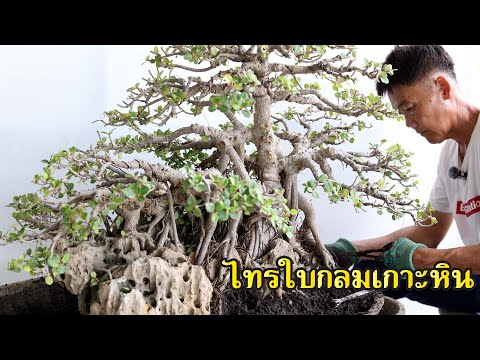 ฟื้นฟูไทรใบกลมเกาะหินตัดรากต