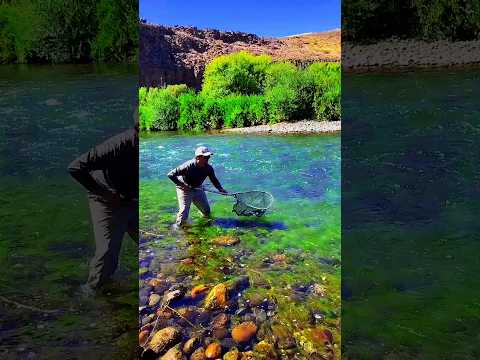 River fish. #new #fishing #fish #fishingvideo #islam #islamic #islamicstatus #shorts #short