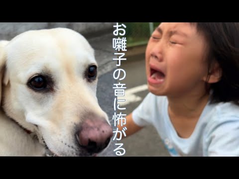 祭囃子の練習音が怖くて逃げ帰ろうとするサンとユウでカオス散歩