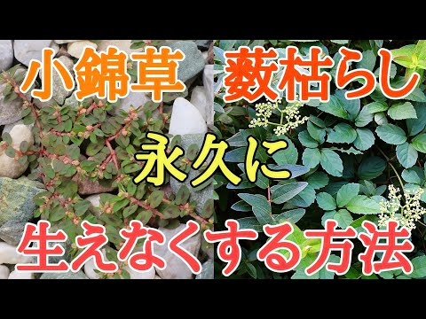 ヤブガラシ駆除とコニシキソウ駆除｜除草剤不要の雑草対策を紹介します。