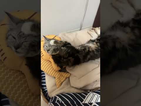 kept licking injured friend 🥺#cat #pets #friendship #cute #injured