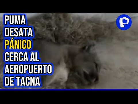 24Horas | Tacna: puma aparece cerca de aeropuerto