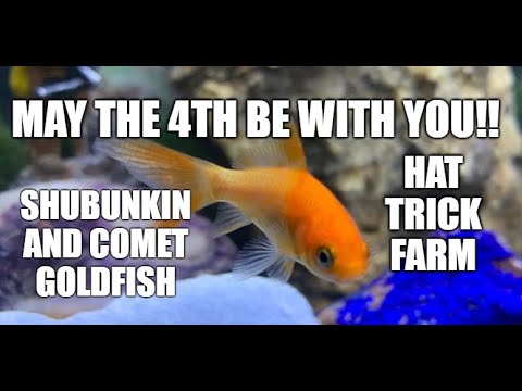 🧡SHUBUNKIN AND COMET GOLDFISH🧡 | ✨MAY THE  Hi everyone, 
this video is about something fun from my childhood.
I do have some nice shubunkins an