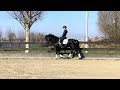 Dressage horse Zwarte Eyecatcher