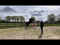 障碍赛马匹 Springpaard veulen van Emerald van ‘t Ruytershof