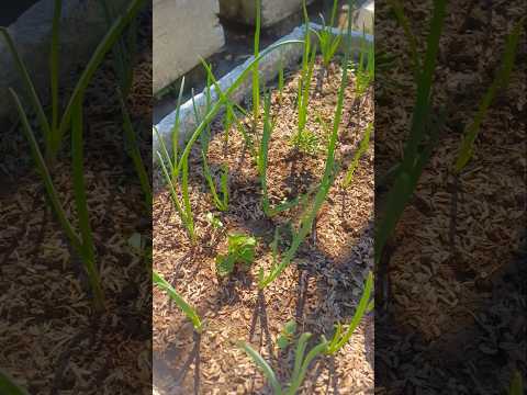 onion plant and chana dal plant 🪴 || #garden #terrace #trending #shorts #fyp #plants #vegetables