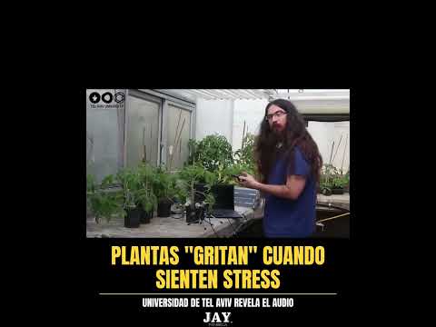 Plantas gritan cuando sienten stress