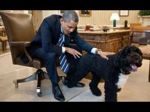 Bo, le chien de Barack Obama et star de la Maison Blanche, est mort