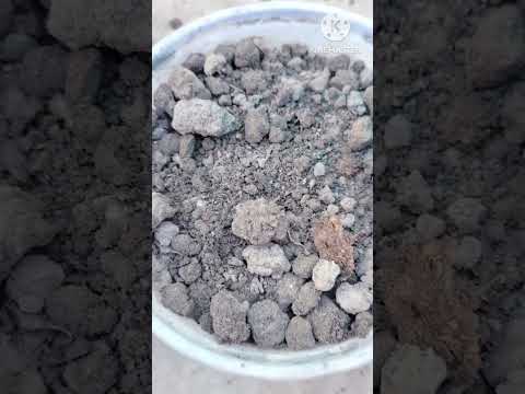 मिर्च  का बिजनेस #shorts shorts #shorts ##gander #shorts 🥰🥰